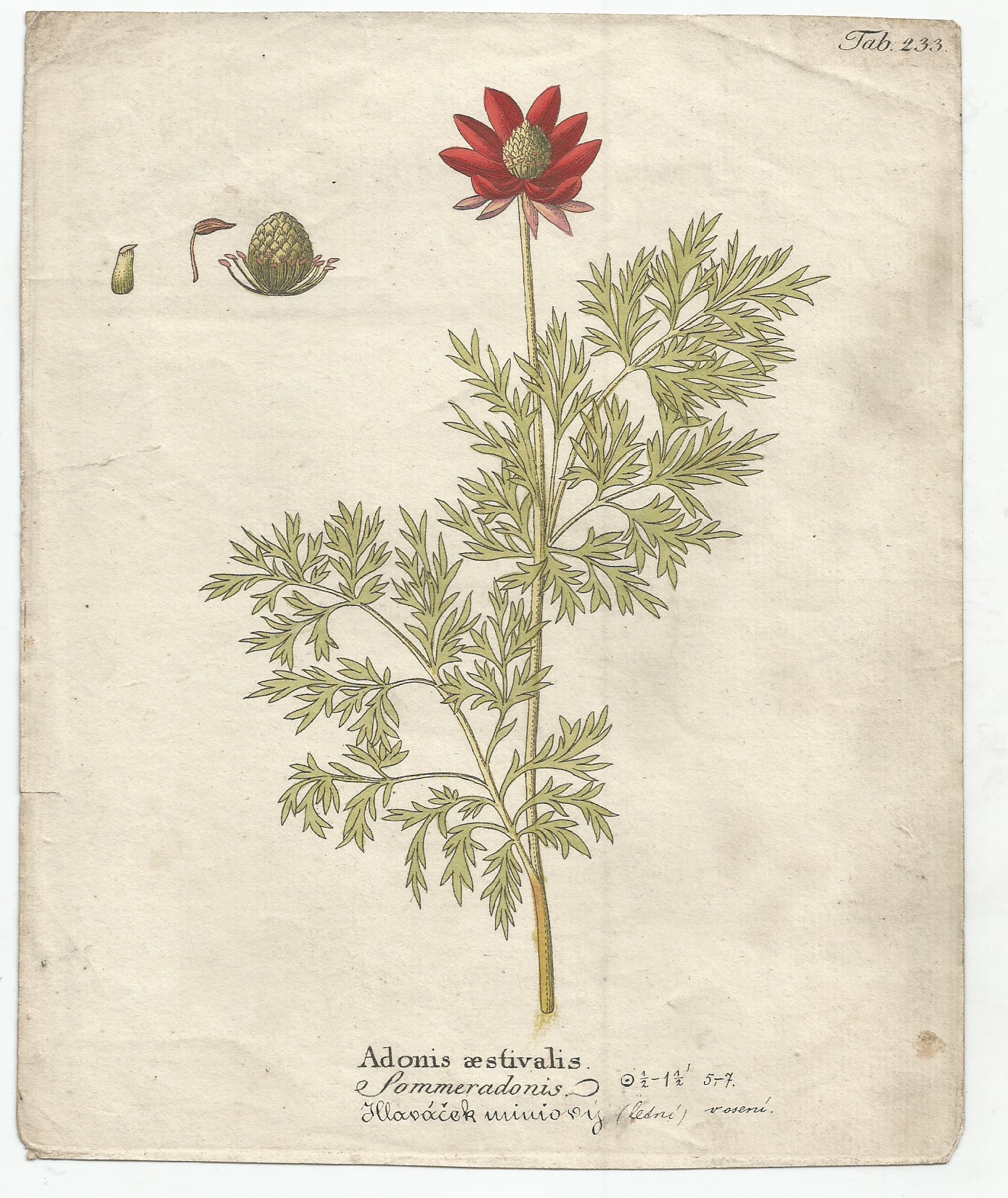 Adonis aestivalis sommeradonis - Hlaváček letní