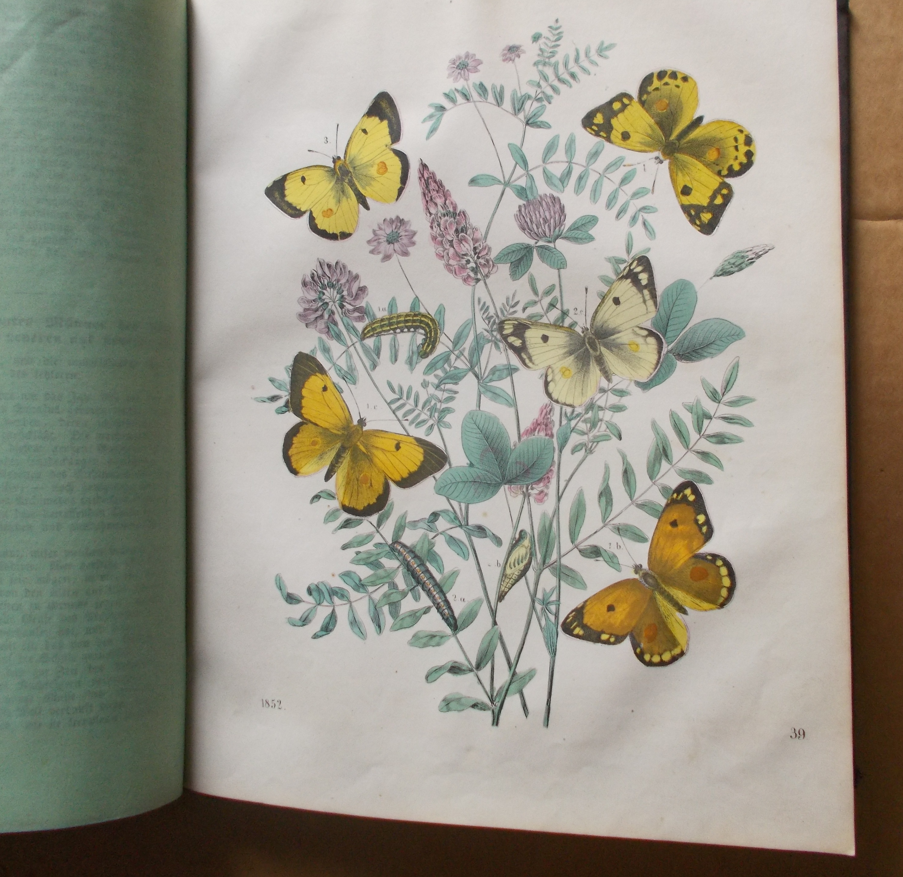 Das Buch der Welt 1852