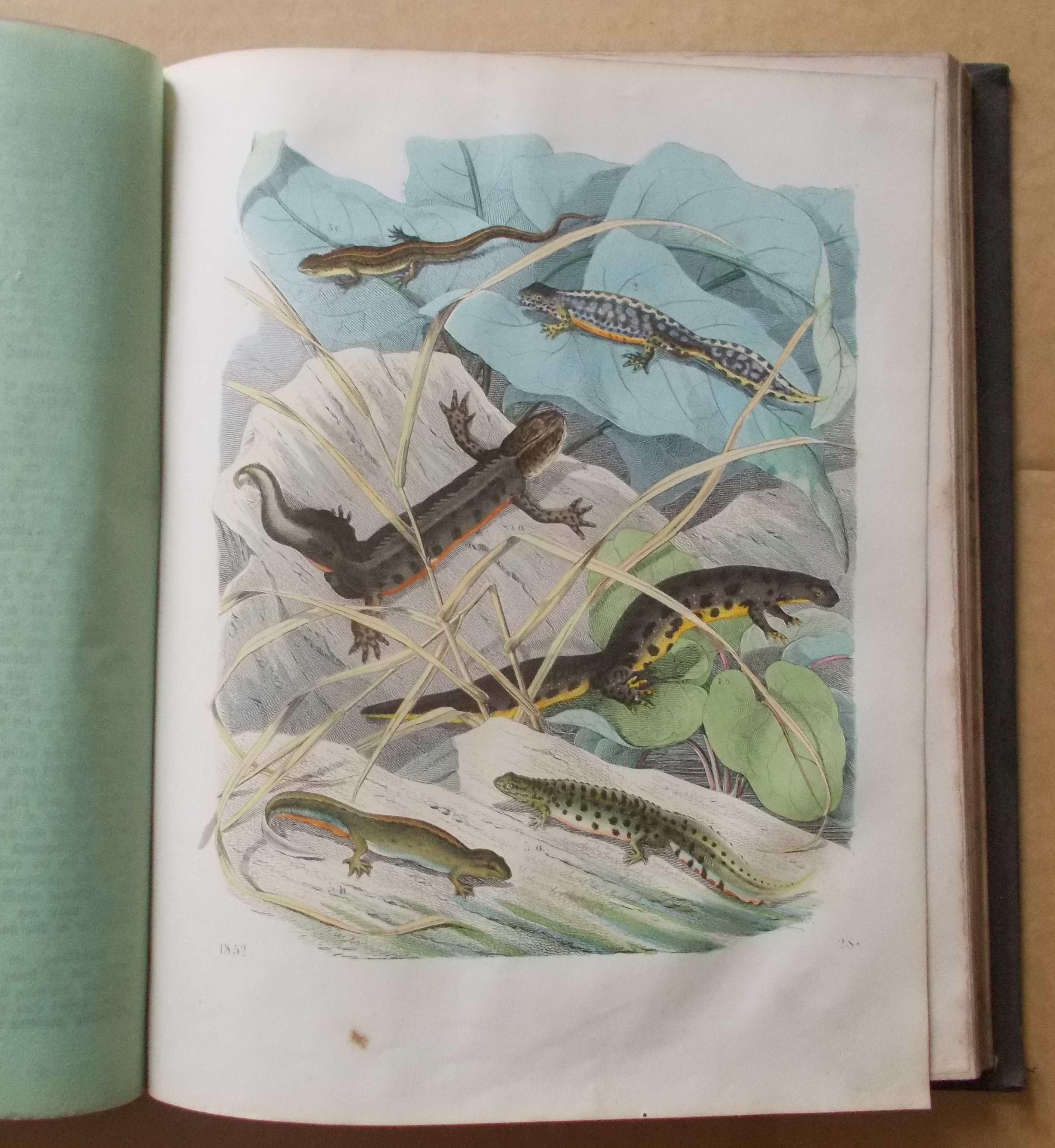 Das Buch der Welt 1852