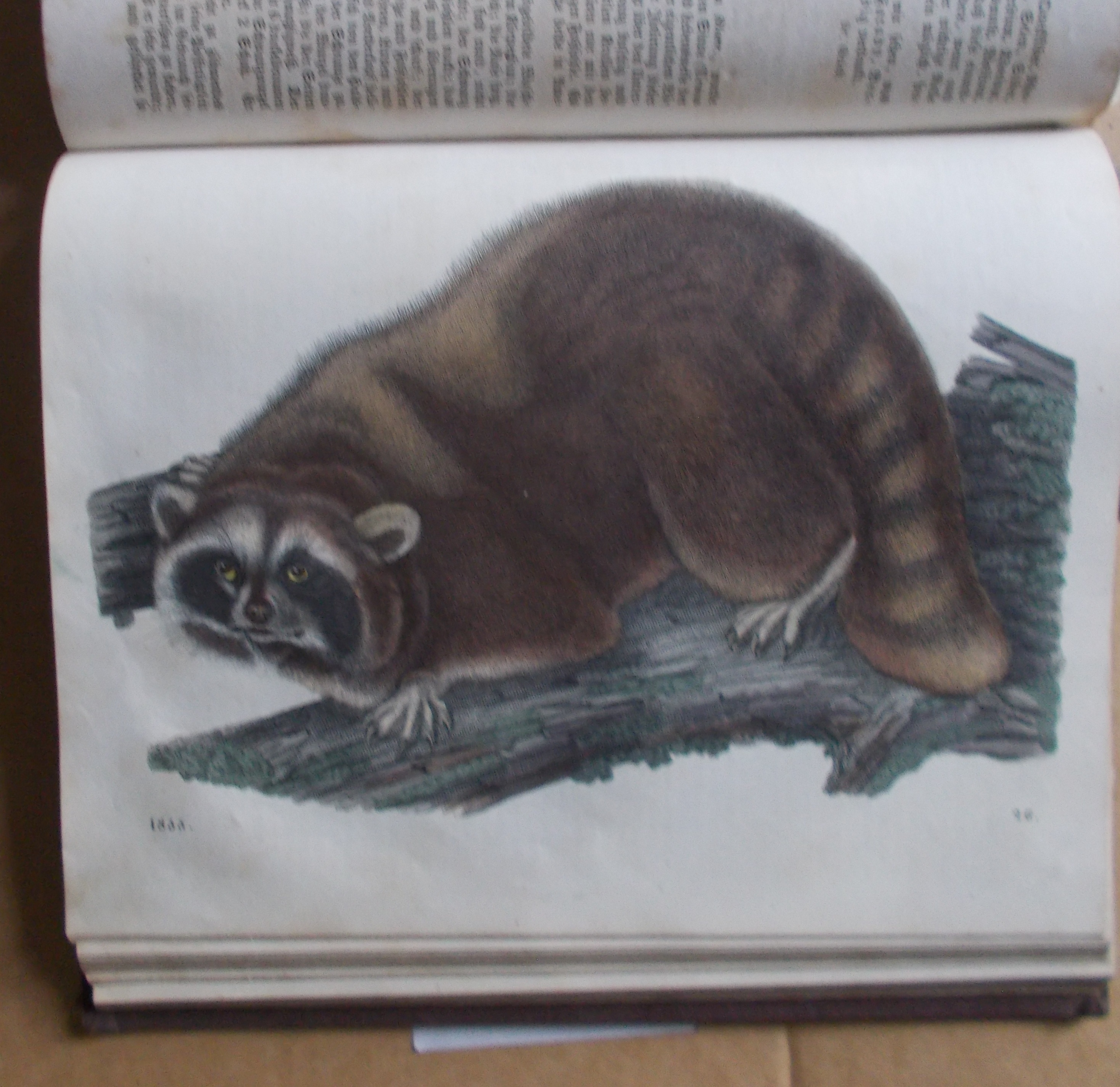 Das Buch der Welt 1855