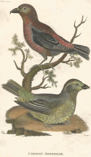 Pheucticus melanocephalus